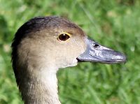 Lesser Whistling Duck (Head, Bill & Eyes) - pic by Nigel Key
